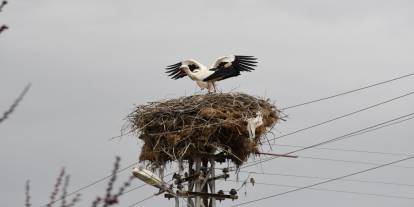 Yozgat’ta "Hacı Leylek" Sevinci: Yarım Asırlık Misafirler Yuvalarına Döndü