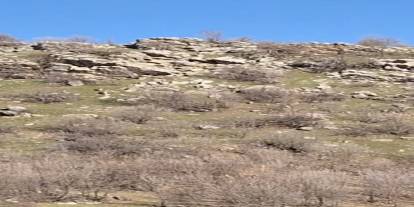 Diyarbakır'da sürü halinde dağ keçileri görüntülendi