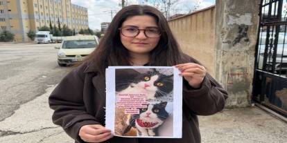 "Bu kediyi gören Yaşadı! Kediyi bulana Çeyrek altın takılacak"