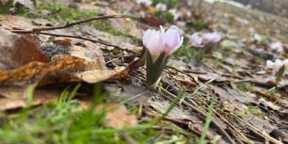 Şırnak’ta karlar arasında açan çiçekler şaşırttı