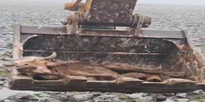 Şanlıurfa’da mahsur kalan inek kepçe yardımıyla çıkarıldı