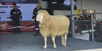 Bandırma'da Cumhuriyet Tarihi Rekoru: Tek Bir Koç 1 Milyon 110 Bin Liraya Satıldı!