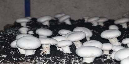 Şırnak’ta 2 Bin Yıllık Mağara Ekonomiye Kazandırıldı: Aylık 3 Ton Mantar Üretimi