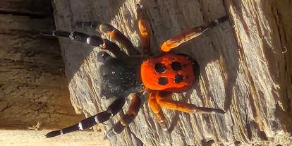 Akdeniz ve Orta Asya'nın nadir türü Elazığ'da ortaya çıktı