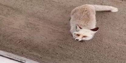 İş Makinesinin Yanına Geldi: Aç Tilki Herkesi Şaşırttı