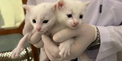 2026 yılının ilk Van kedisi yavruları doğdu