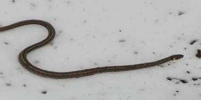 Yüksekova'da su arızası giderilirken 1 metrelik yılan çıktı