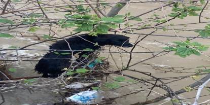 Dereye düşen köpek zorlu operasyonla kurtarıldı