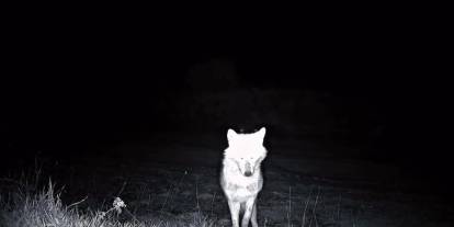 Ganos Dağları’nda Görünmez Gözler Kayıtta! Yaban Kedisi ve Kurtlar Görüntülendi