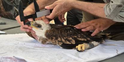 Nesli Tehlikede: Şah Kartalları GPS ile Takip Ediliyor