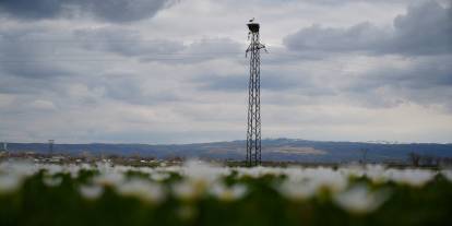 Baharın Müjdecisi Leylekler Yumurtlamaya Başladı