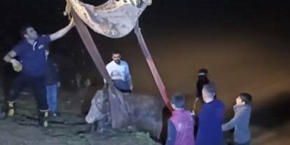 Cizre’de Dicle Nehri’ne Düşen İneği İtfaiye iş makinesiyle kurtardı