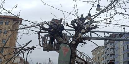 Şırnak’ta Budama Çalışmalarına Vatandaştan Tam Not