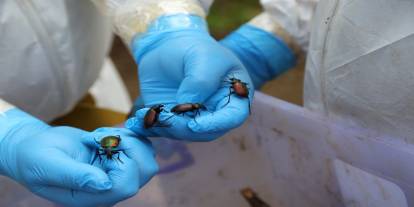 Terminatör böcekler iş başında