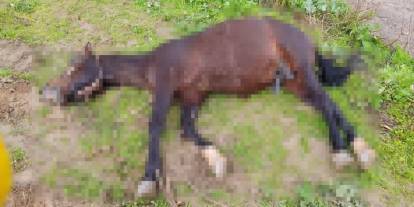 Yıldırım'ın çarptığı at telef oldu