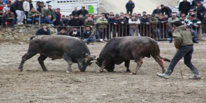 500 Bin TL Ödüllü "Doping" Kontrollü Güreş: Boğalar Podyuma Çıktı