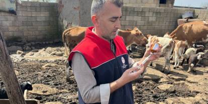 Cizre’de Hayvan Sağlığı İçin Yoğun Mesai