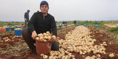 Türkiye'nin Suriye sınırında bereketli soğan hasadı