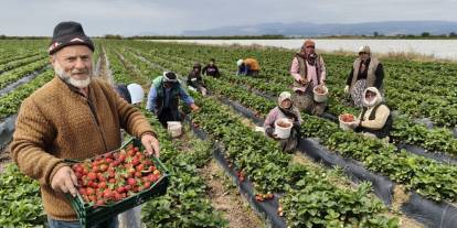 Mersin Silifke’de "Kırmızı Altın" Mesaisi