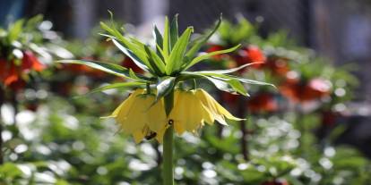 Koparmanın bedeli 700 bin TL! Sadece 20 gün yaşıyorlar, Şırnak'ta görsel şölen başladı
