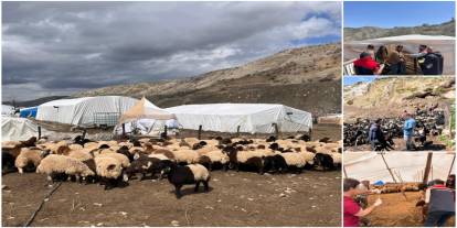 Şırnak’ta Göçer Yetiştiricilere Aşılama ve Kimliklendirme Desteği
