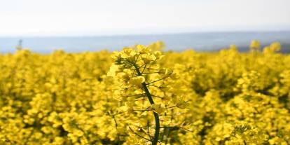 Kanola tarlaları kartpostallık manzaralar oluşturdu