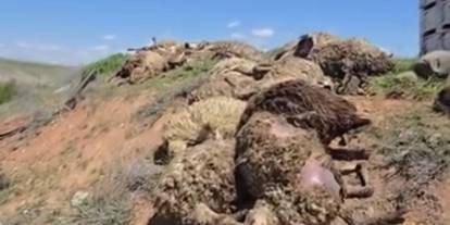 Tır Devrildi 80 Koyun telef oldu, 2 vatandaş yaralandı