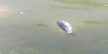 Şırnak'ın Dicle Nehri’nde Toplu Balık Ölümleri Tedirgin Etti