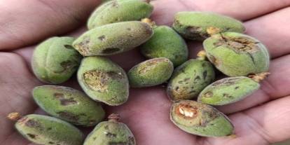 Malatya'da dolu kayısı bahçelerine zarar verdi