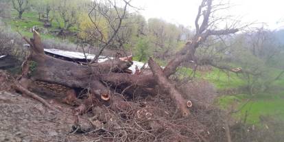 Derecik'te Ağıl Çöktü, Geçim Kaynağı Enkaz Altında Kaldı