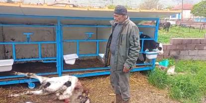 Başıboş köpekler buzağıyı parçaladı