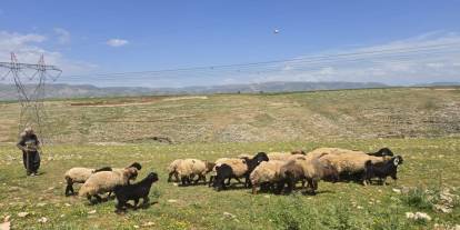 Şırnak’ta Mera Verimliliğini Artıracak Dev Adım: Arazi Tespitleri Tamamlandı