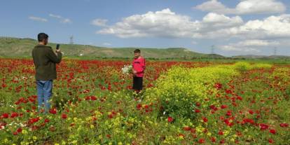 Gercüş Ovası kırmızıya boyandı