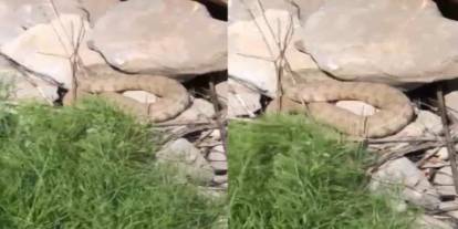 Hakkari'de koca engerek yılanı görüntülendi