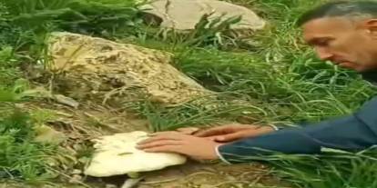 Şırnak'ta dağların gizli lezzeti ortaya çıktı! Vatandaşlar akın etti