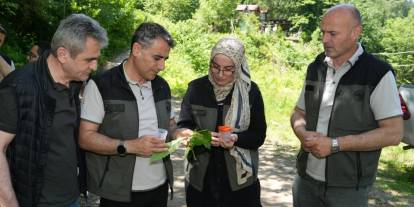 Kestane ormanlarını 5 bin samuray arısı koruyacak