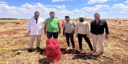 Şanlıurfa’da sarımsak hasadı devam ediyor