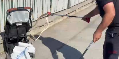Şanlıurfa'da Korkutan olay! Aağaçtan bebek arabasına yılan düştü