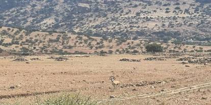 Şırnak’ta Yaban Hayatı İçin Kritik Çalışma: Cudi Dağı’nda İnceleme