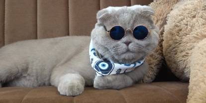 Veterinerlerin "yaşamaz" dediği kedi, denizde yüzdü, Uludağ'da kayak keyfi yaptı