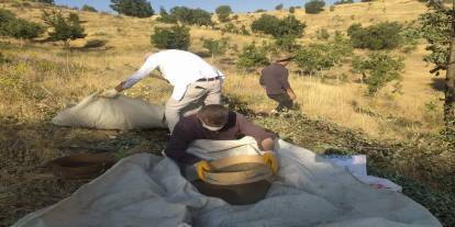 Dağlardan Bereket Fışkırdı: Şırnak'ta Kilosu 3 Bin TL'den Alıcı Buluyor!