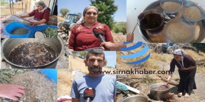 Şırnak'ta Gökten Şifa Yağdı! 36 Yıl Sonra Bir İlk Yaşandı