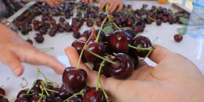 ABD ve Avrupa kirazda bu aromayı özellikle istiyor