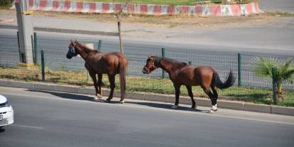 Silopi’de İpekyolu’nda Tehlikeli Anlar! Başıboş Atlar Trafiği Felç Etti