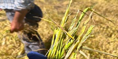 Kars'ta doğal afet sonrası seferberlik: Tarım ekipleri hasar tespiti için sahada