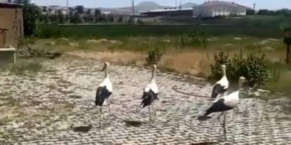 Tedavisi yapılan leylekler doğaya bırakıldı