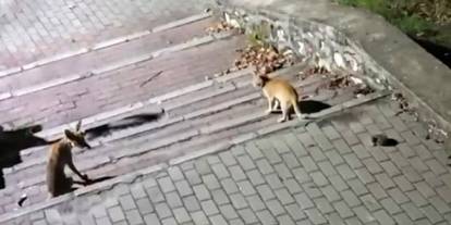 Tilki, kedi ve kirpi buluşması kamerada