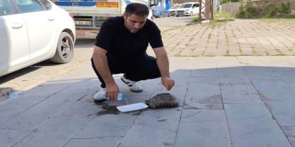 Yoldaki kaplumbağayı duyarlı vatandaş kurtardı
