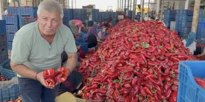 Tarlada 'Kapya Biber' Krizi: Fabrikalar Fiyatı düşürmek için Şalter İndirdi