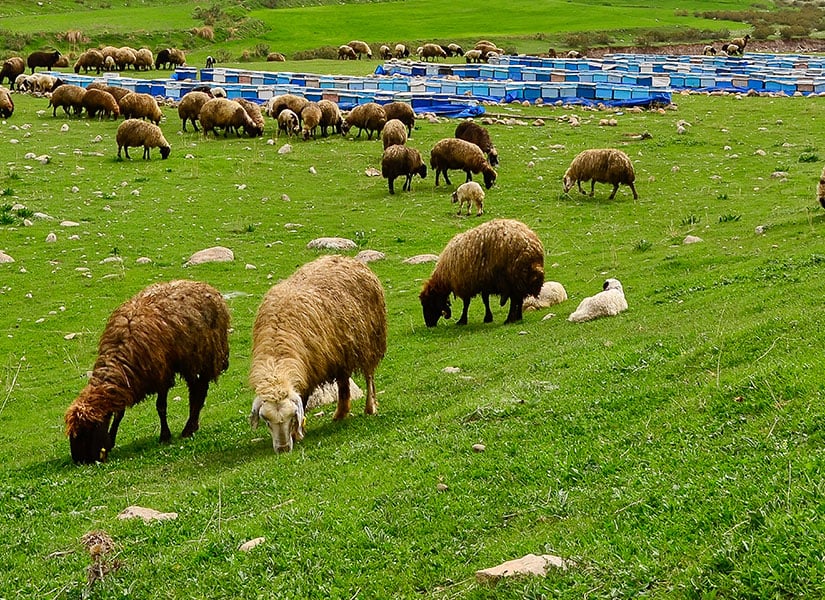 sirnakta-gezilecek-yerler-sirnak-kucukbas-hayvan-yetistiriciligi.jpg